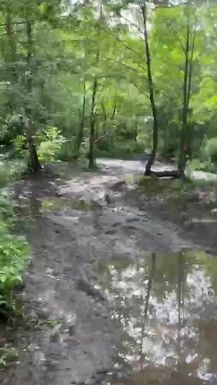 Zjazd i leśna trasa — kadr z filmu